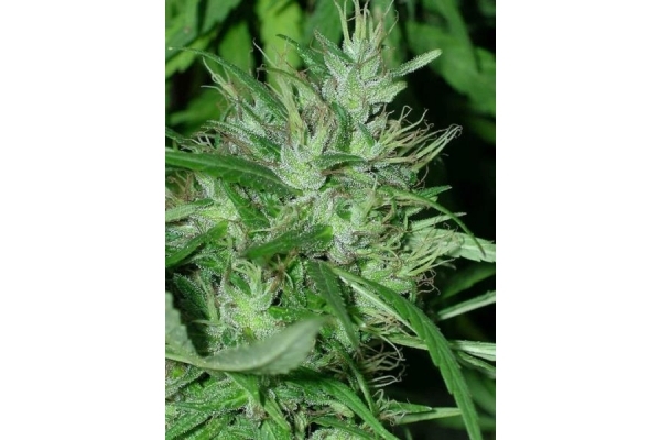 Congo (ACE Seeds) Feminiserade Congo (ACE Seeds) Feminiserade