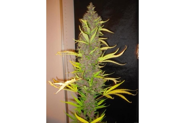 Congo (ACE Seeds) Feminiserade Congo (ACE Seeds) Feminiserade