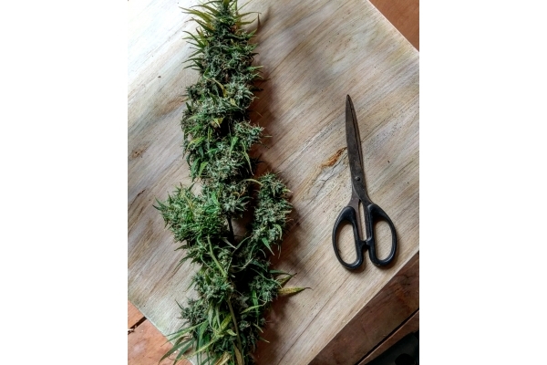 Malawi (ACE Seeds) Feminiserade Malawi (ACE Seeds) Feminiserade
