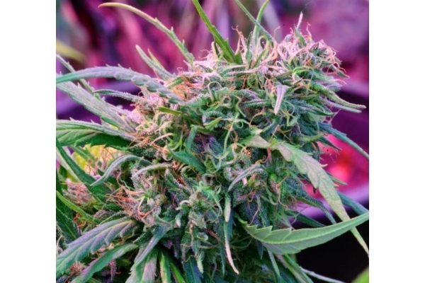 Malawi (ACE Seeds) Feminiserade Malawi (ACE Seeds) Feminiserade