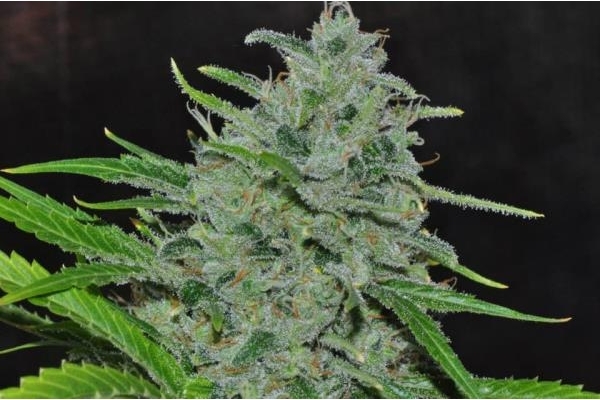 Malawi (ACE Seeds) Feminiserade Malawi (ACE Seeds) Feminiserade