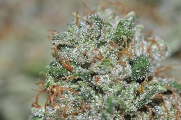 Malawi (ACE Seeds) Feminiserade Malawi (ACE Seeds) Feminiserade