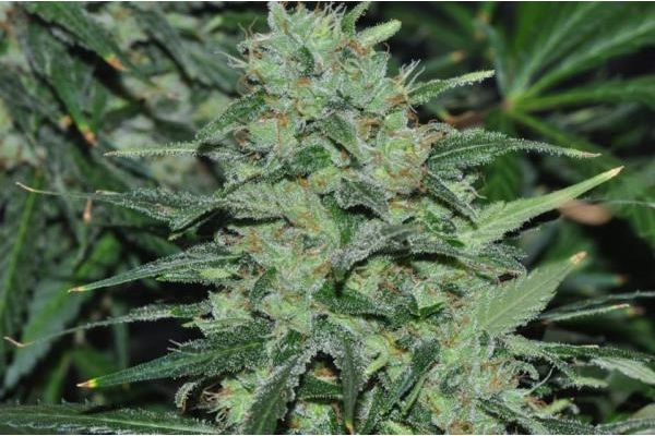 Malawi (ACE Seeds) Feminiserade Malawi (ACE Seeds) Feminiserade
