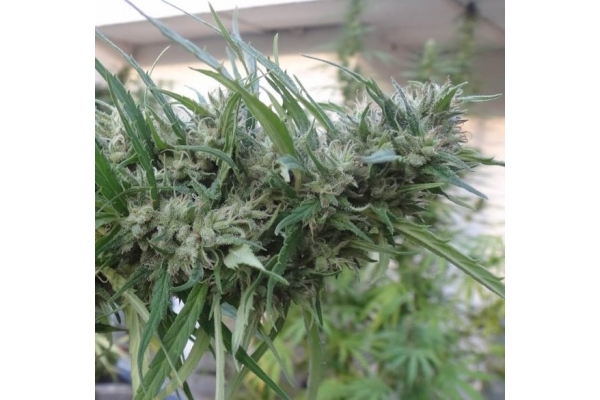 Malawi (ACE Seeds) Feminiserade Malawi (ACE Seeds) Feminiserade