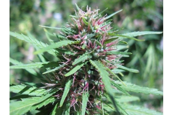 Malawi (ACE Seeds) Feminiserade Malawi (ACE Seeds) Feminiserade