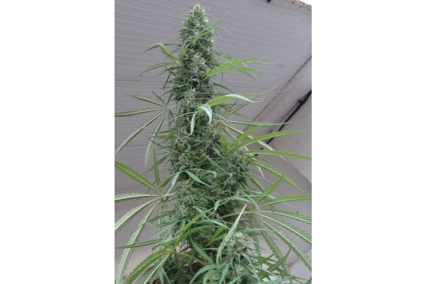 Golden Tiger (ACE Seeds) Feminiserade Golden Tiger (ACE Seeds) Feminiserade