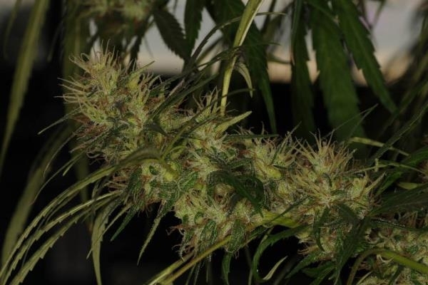 Golden Tiger (ACE Seeds) Feminiserade Golden Tiger (ACE Seeds) Feminiserade