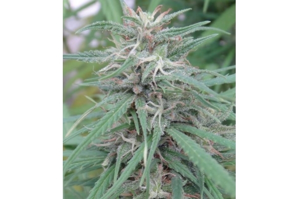 Golden Tiger (ACE Seeds) Feminiserade Golden Tiger (ACE Seeds) Feminiserade