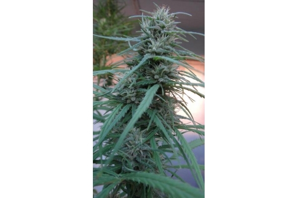 Golden Tiger (ACE Seeds) Feminiserade Golden Tiger (ACE Seeds) Feminiserade
