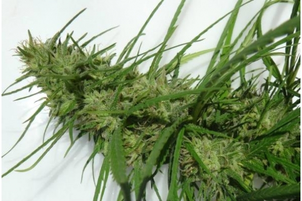 Golden Tiger (ACE Seeds) Feminiserade Golden Tiger (ACE Seeds) Feminiserade