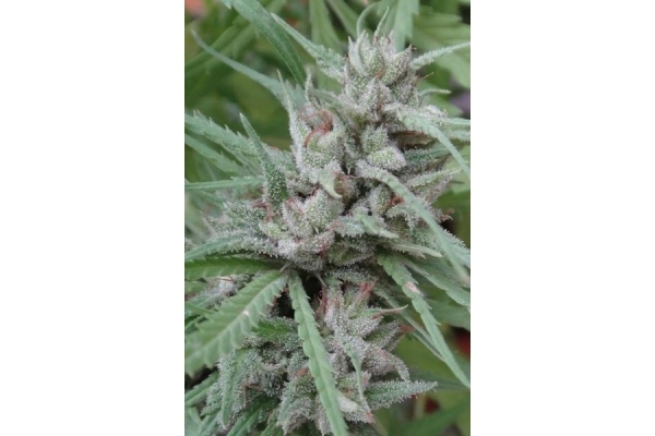 Golden Tiger (ACE Seeds) Feminiserade Golden Tiger (ACE Seeds) Feminiserade