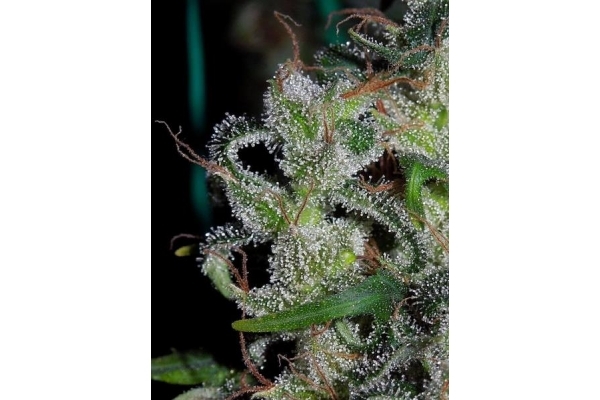 Zamaldelica (ACE Seeds) Feminiserade Zamaldelica (ACE Seeds) Feminiserade