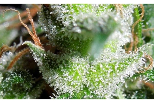 Zamaldelica (ACE Seeds) Feminiserade Zamaldelica (ACE Seeds) Feminiserade
