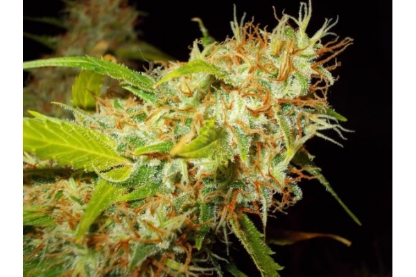 Zamaldelica (ACE Seeds) Feminiserade Zamaldelica (ACE Seeds) Feminiserade