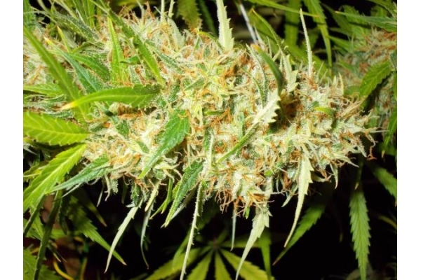Zamaldelica (ACE Seeds) Feminiserade Zamaldelica (ACE Seeds) Feminiserade