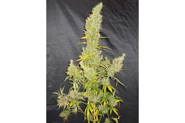 Zamaldelica (ACE Seeds) Feminiserade Zamaldelica (ACE Seeds) Feminiserade