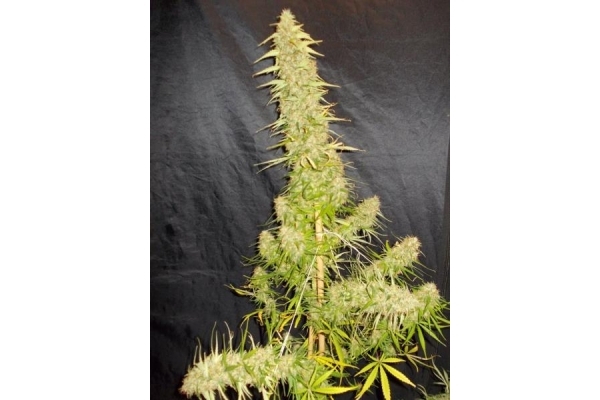 Zamaldelica (ACE Seeds) Feminiserade Zamaldelica (ACE Seeds) Feminiserade