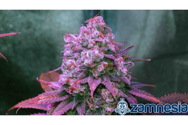 Blue Dream (Zamnesia Seeds) Feminiserade Blue Dream (Zamnesia Seeds) Feminiserade