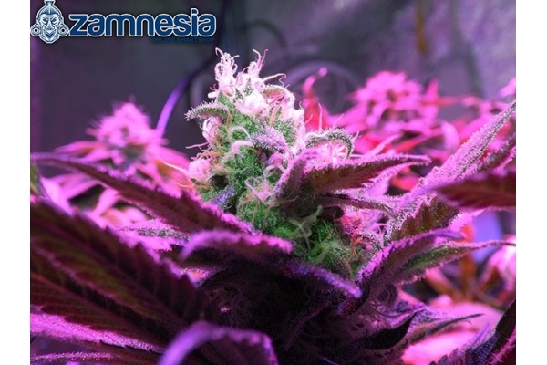 Blue Dream (Zamnesia Seeds) Feminiserade Blue Dream (Zamnesia Seeds) Feminiserade