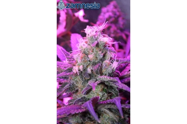 Blue Dream (Zamnesia Seeds) Feminiserade Blue Dream (Zamnesia Seeds) Feminiserade