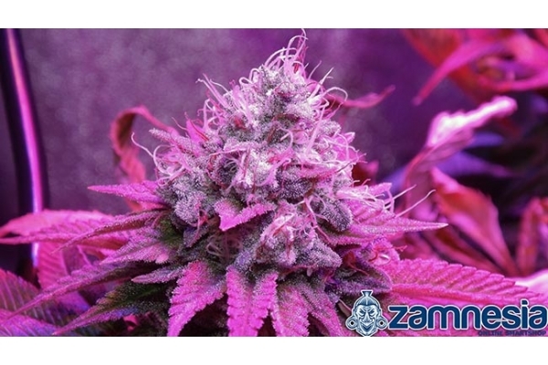 Blue Dream (Zamnesia Seeds) Feminiserade Blue Dream (Zamnesia Seeds) Feminiserade