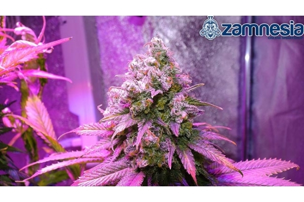 Blue Dream (Zamnesia Seeds) Feminiserade Blue Dream (Zamnesia Seeds) Feminiserade