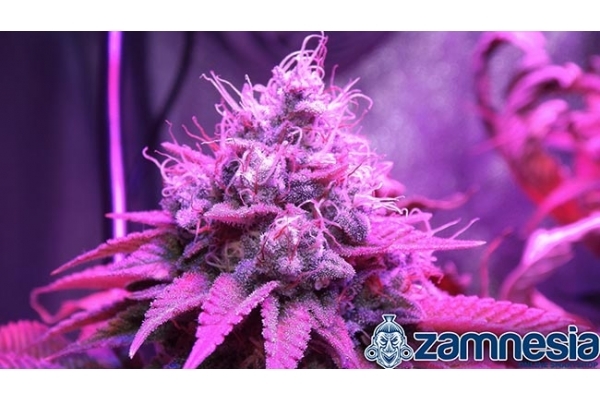Blue Dream (Zamnesia Seeds) Feminiserade Blue Dream (Zamnesia Seeds) Feminiserade