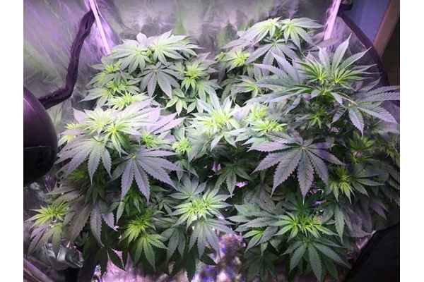 Blue Dream (Zamnesia Seeds) Feminiserade Blue Dream (Zamnesia Seeds) Feminiserade
