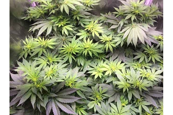 Blue Dream (Zamnesia Seeds) Feminiserade Blue Dream (Zamnesia Seeds) Feminiserade