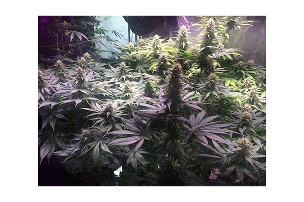 Blue Dream (Zamnesia Seeds) Feminiserade Blue Dream (Zamnesia Seeds) Feminiserade