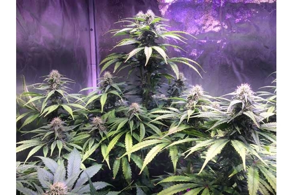 Blue Dream (Zamnesia Seeds) Feminiserade Blue Dream (Zamnesia Seeds) Feminiserade