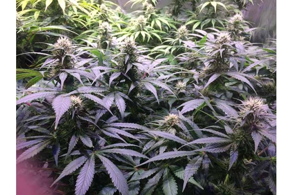 Blue Dream (Zamnesia Seeds) Feminiserade Blue Dream (Zamnesia Seeds) Feminiserade