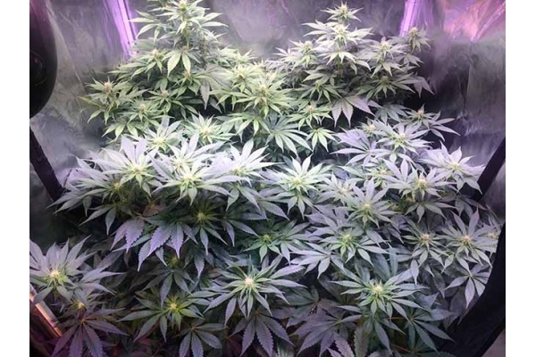 Blue Dream (Zamnesia Seeds) Feminiserade Blue Dream (Zamnesia Seeds) Feminiserade