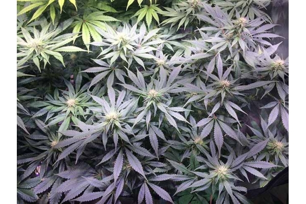 Blue Dream (Zamnesia Seeds) Feminiserade Blue Dream (Zamnesia Seeds) Feminiserade