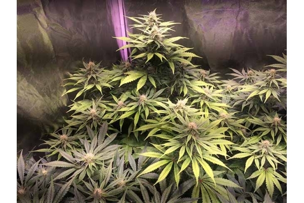 Blue Dream (Zamnesia Seeds) Feminiserade Blue Dream (Zamnesia Seeds) Feminiserade