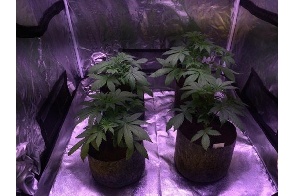 Blue Dream (Zamnesia Seeds) Feminiserade Blue Dream (Zamnesia Seeds) Feminiserade