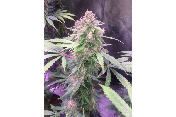 Blue Dream (Zamnesia Seeds) Feminiserade Blue Dream (Zamnesia Seeds) Feminiserade