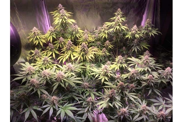 Blue Dream (Zamnesia Seeds) Feminiserade Blue Dream (Zamnesia Seeds) Feminiserade