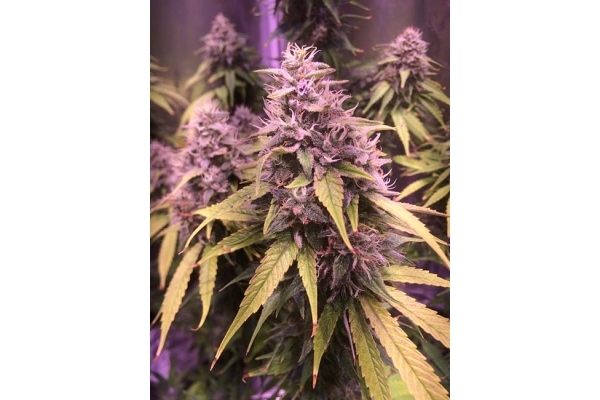 Blue Dream (Zamnesia Seeds) Feminiserade Blue Dream (Zamnesia Seeds) Feminiserade