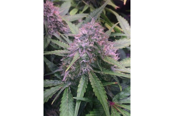 Blue Dream (Zamnesia Seeds) Feminiserade Blue Dream (Zamnesia Seeds) Feminiserade