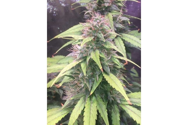 Blue Dream (Zamnesia Seeds) Feminiserade Blue Dream (Zamnesia Seeds) Feminiserade