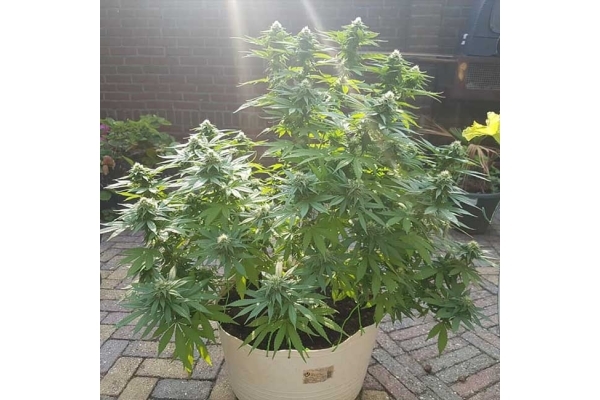 Blue Dream (Zamnesia Seeds) Feminiserade Blue Dream (Zamnesia Seeds) Feminiserade