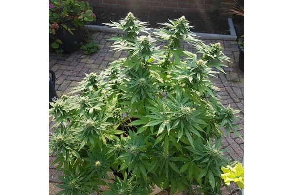 Blue Dream (Zamnesia Seeds) Feminiserade Blue Dream (Zamnesia Seeds) Feminiserade