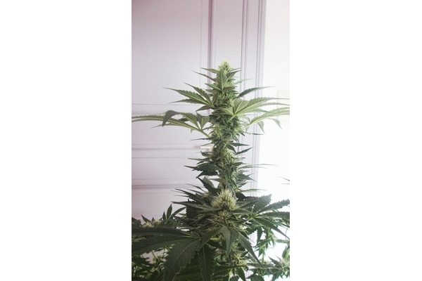 Blue Dream (Zamnesia Seeds) Feminiserade Blue Dream (Zamnesia Seeds) Feminiserade