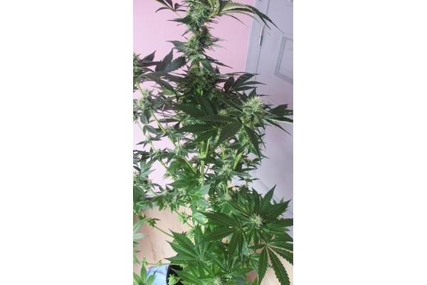 Blue Dream (Zamnesia Seeds) Feminiserade Blue Dream (Zamnesia Seeds) Feminiserade