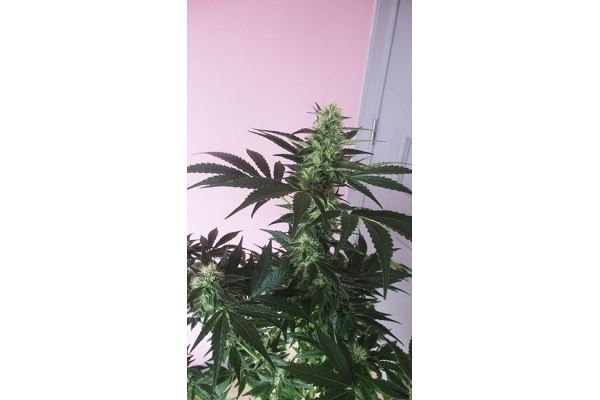 Blue Dream (Zamnesia Seeds) Feminiserade Blue Dream (Zamnesia Seeds) Feminiserade