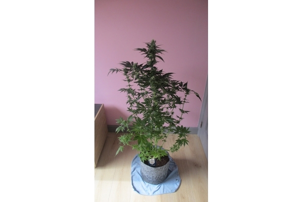 Blue Dream (Zamnesia Seeds) Feminiserade Blue Dream (Zamnesia Seeds) Feminiserade