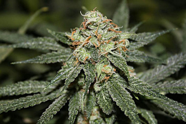 Blue Dream (Zamnesia Seeds) Feminiserade Blue Dream (Zamnesia Seeds) Feminiserade