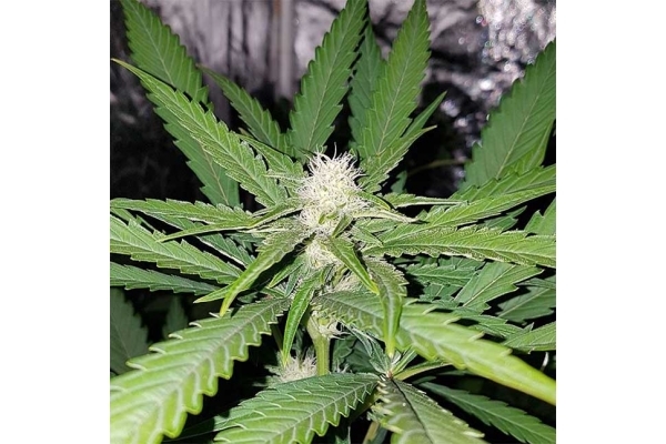 Northern Lights (Zamnesia Seeds) Feminiserade Northern Lights (Zamnesia Seeds) Feminiserade