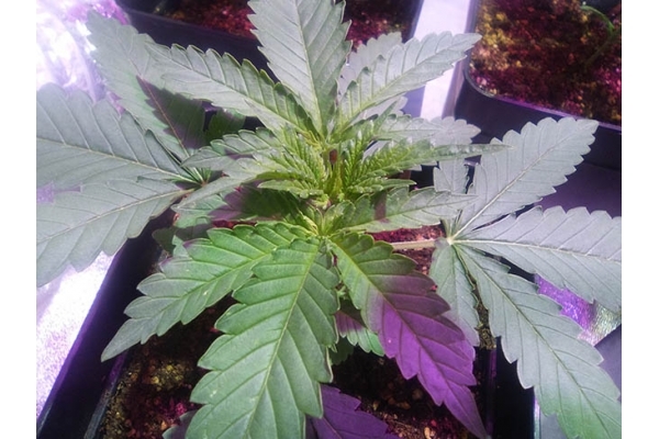Critical (Zamnesia Seeds) Feminiserade Critical (Zamnesia Seeds) Feminiserade